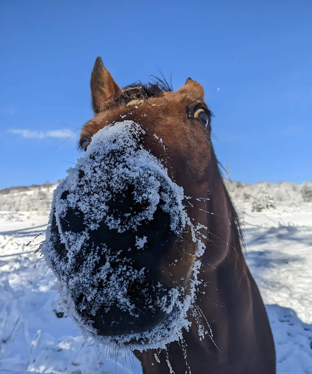 Iva Dukić's Horse Atena