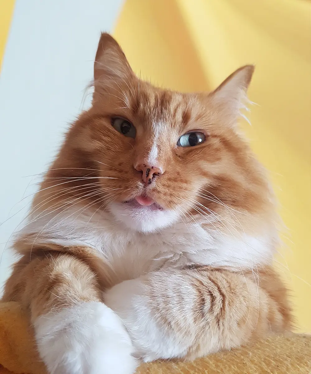 Iva Dukić's Cat Opi